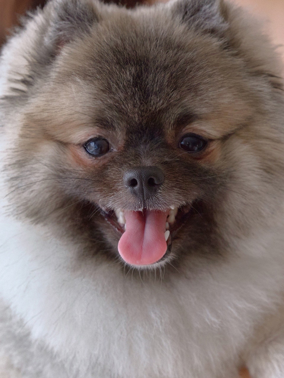 첨부 이미지 또는 GIF